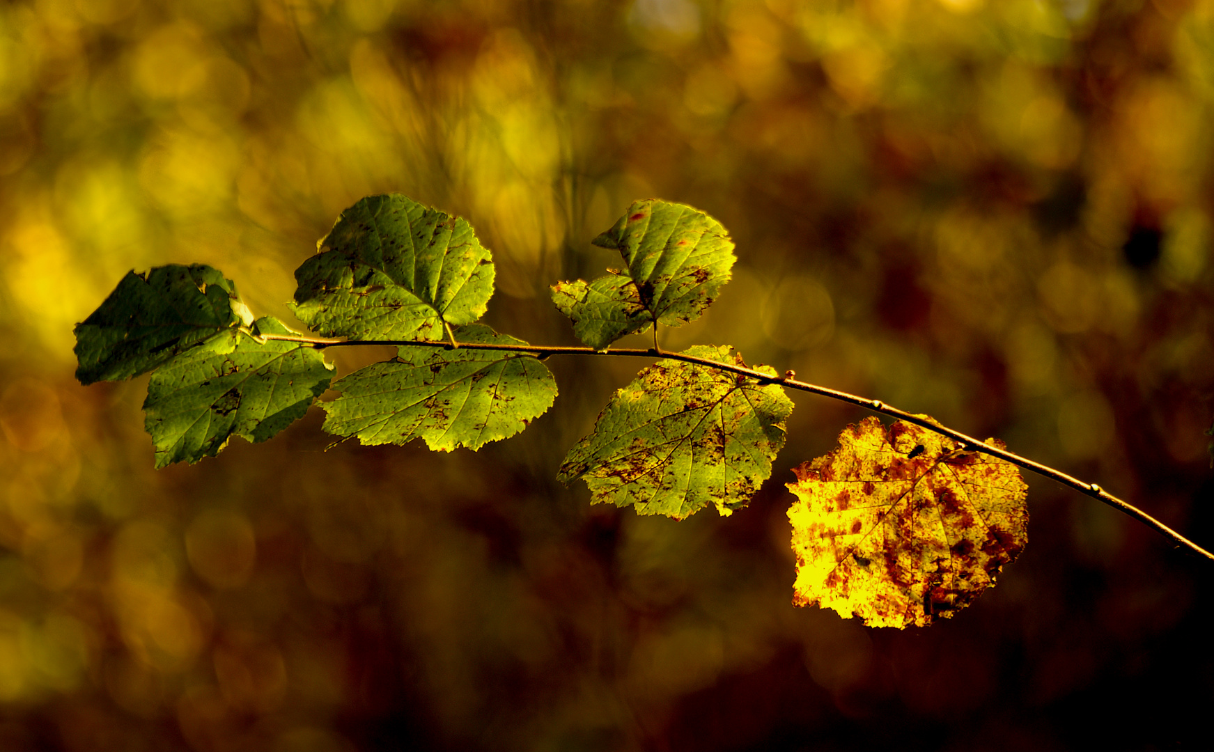 Herbstkonzert: solo