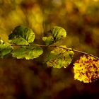 Herbstkonzert: solo