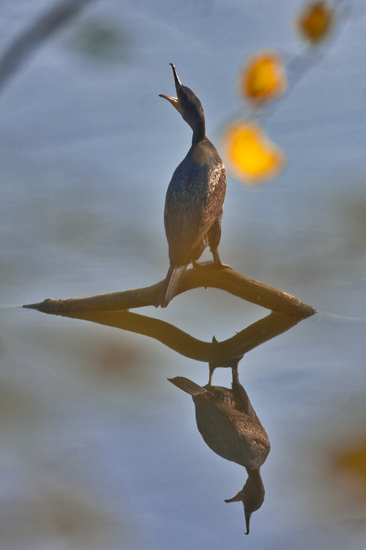 Herbstkormoran