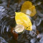 Herbstkreisel