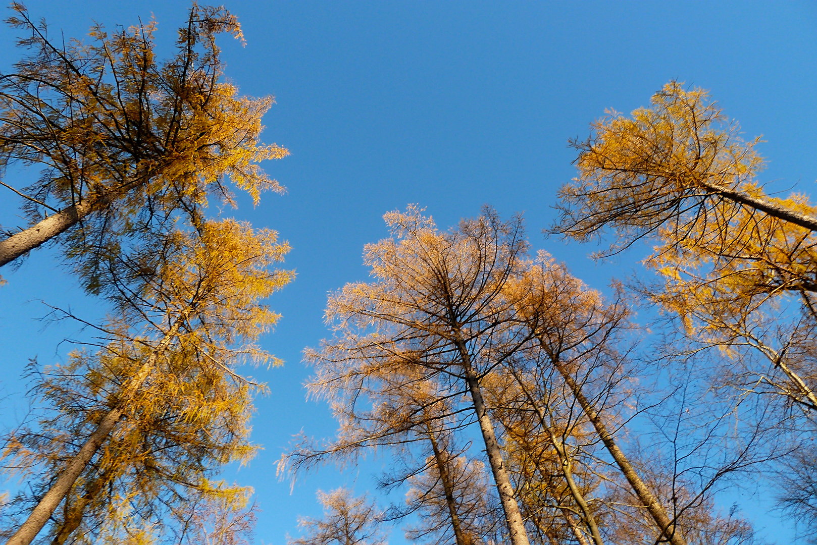 Herbstkreisel