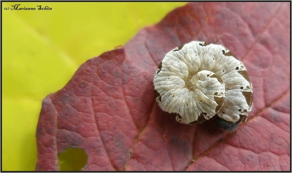 Herbstkringel