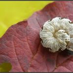 Herbstkringel