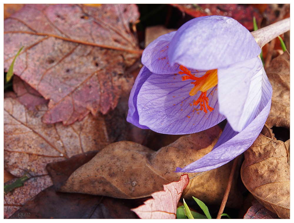 Herbstkrokus