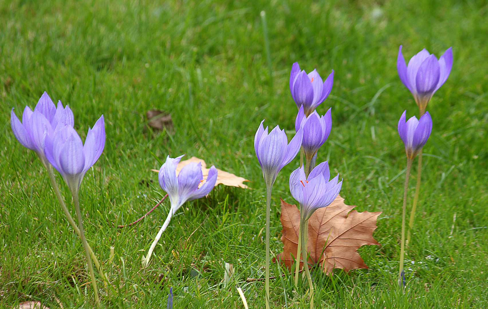 Herbstkrokus 2