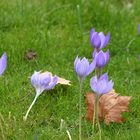 Herbstkrokus 2