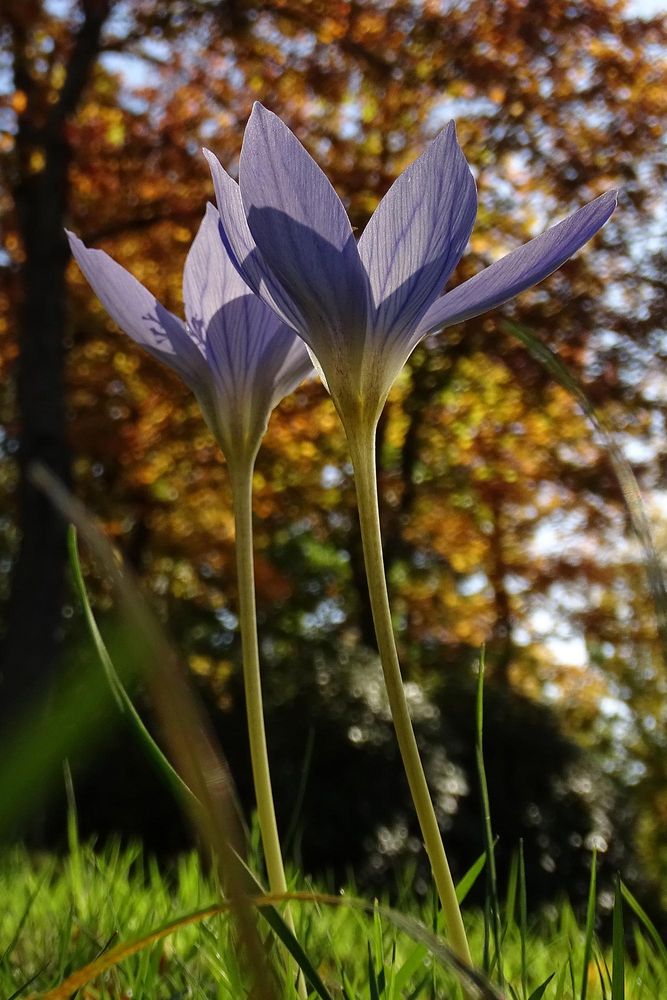 Herbstkrokus