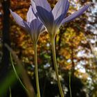 Herbstkrokus