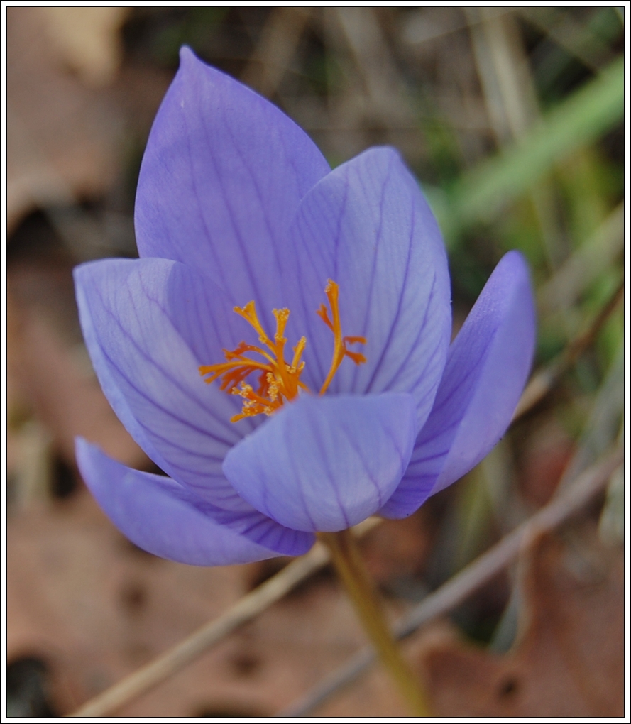 Herbstkrokus