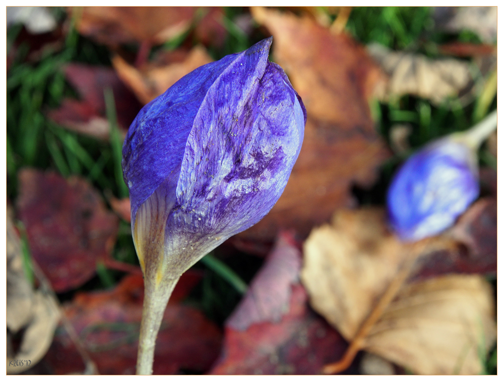 Herbstkrokus