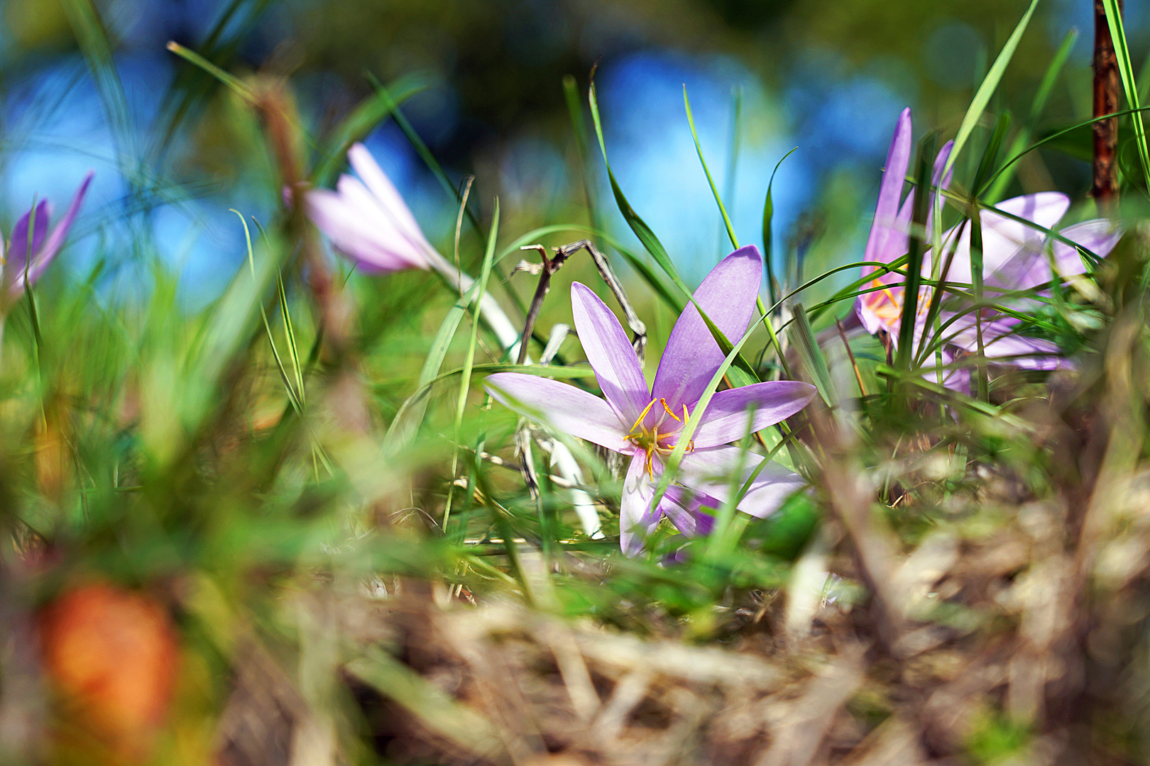 Herbstkrokus bei Bietigheim