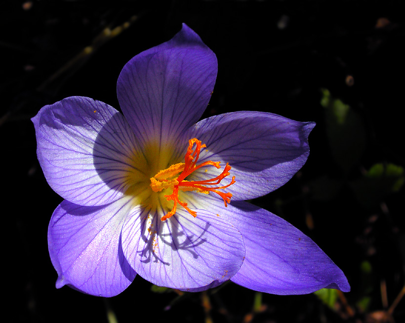 Herbstkrokus (Crocus Speciosus)