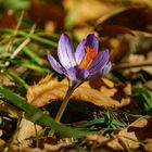 Herbstkrokus im Botanischer Garten in Dresden