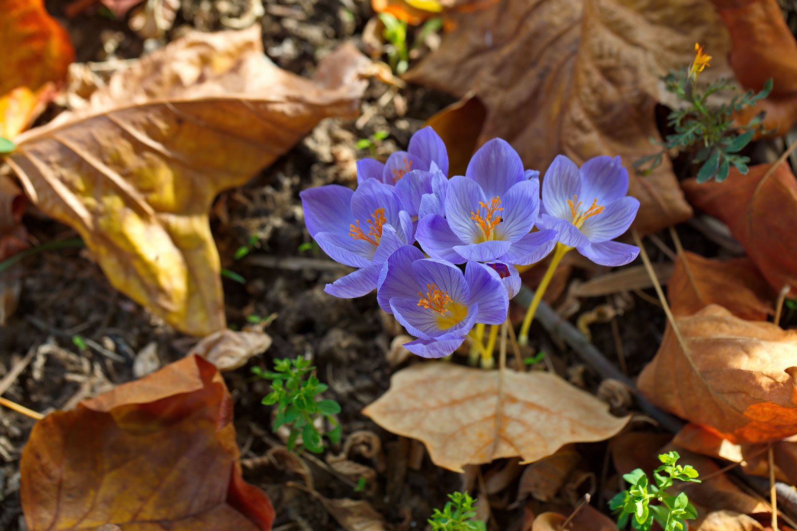 Herbstkrokus in meinem Garten