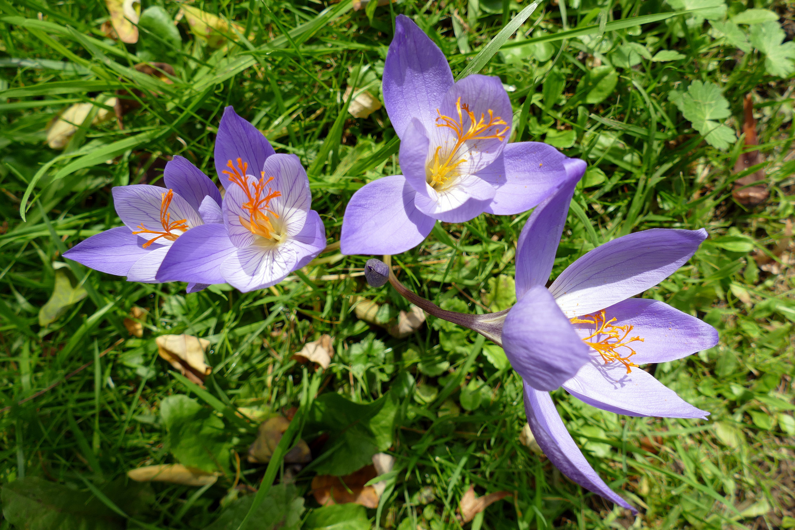 Herbstkrokusse