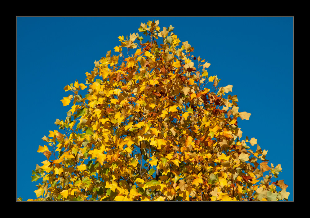 Herbstkrone