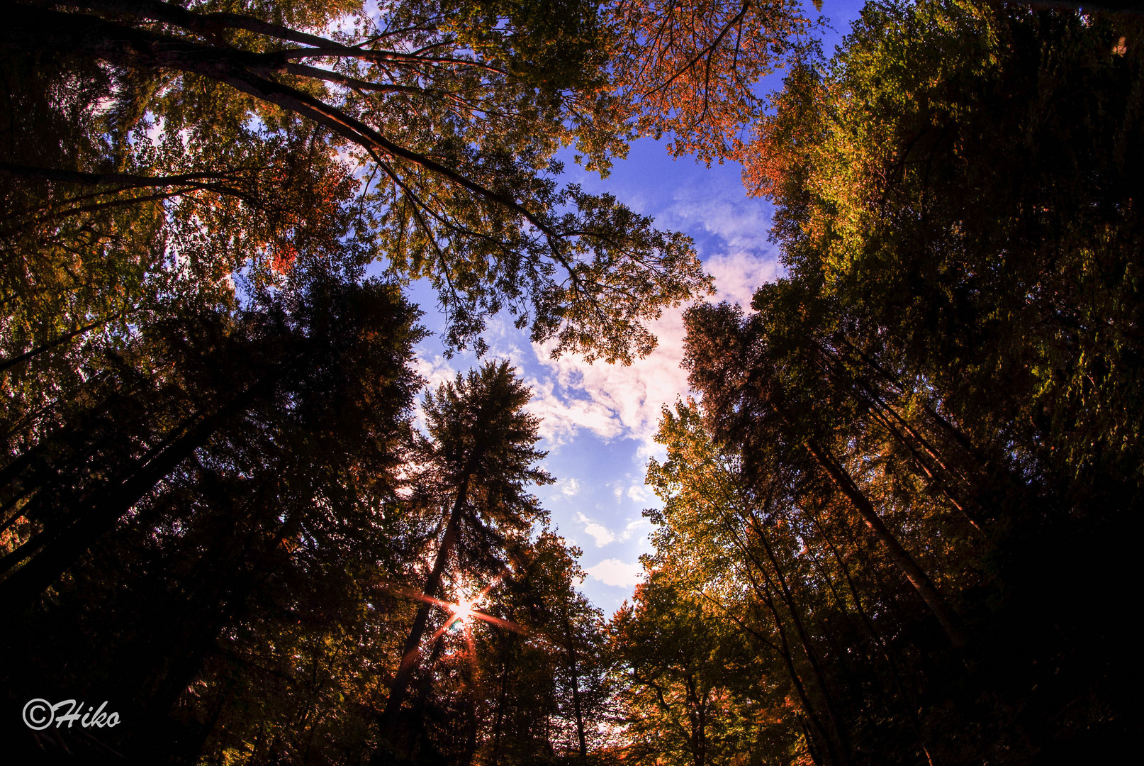 Herbstkrone