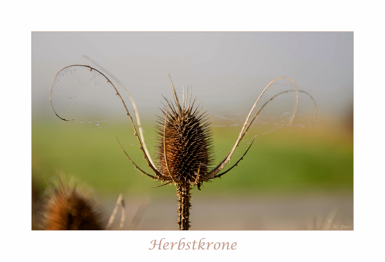 Herbstkrone