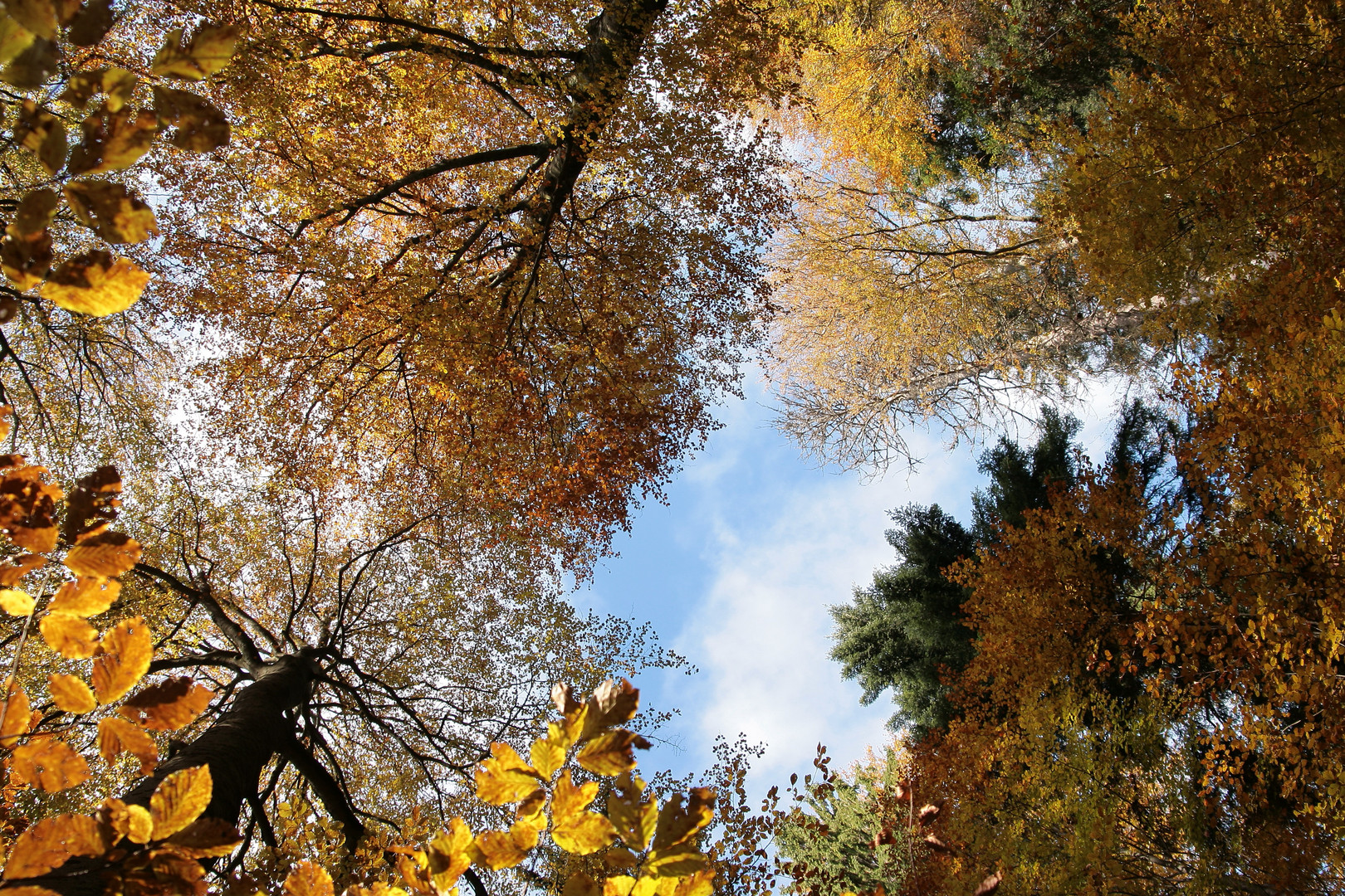 Herbstkronenblick