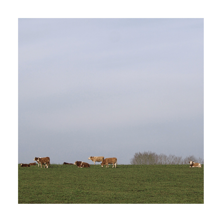 --- herbstkühe ---