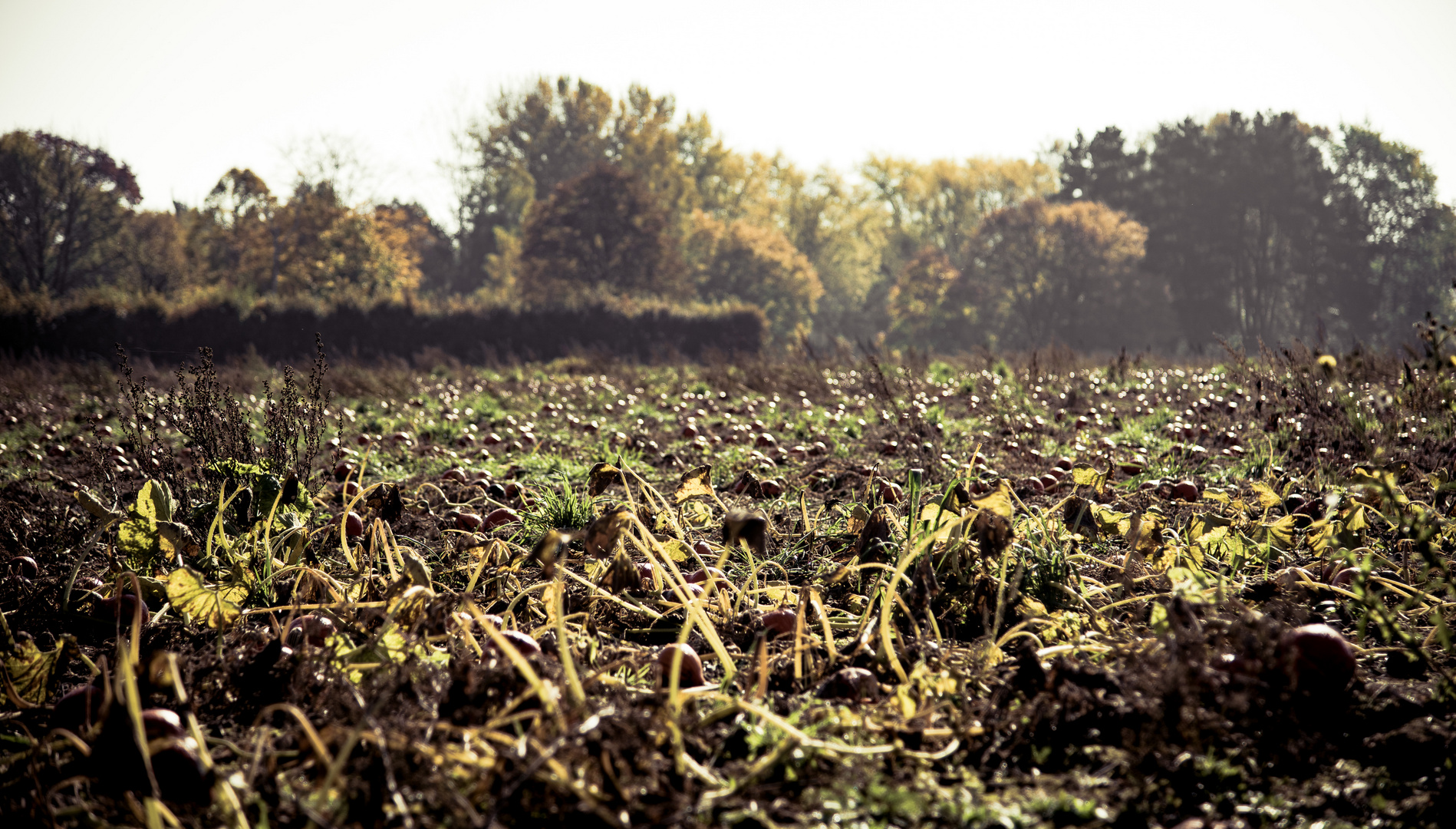 Herbstkürbisfeld