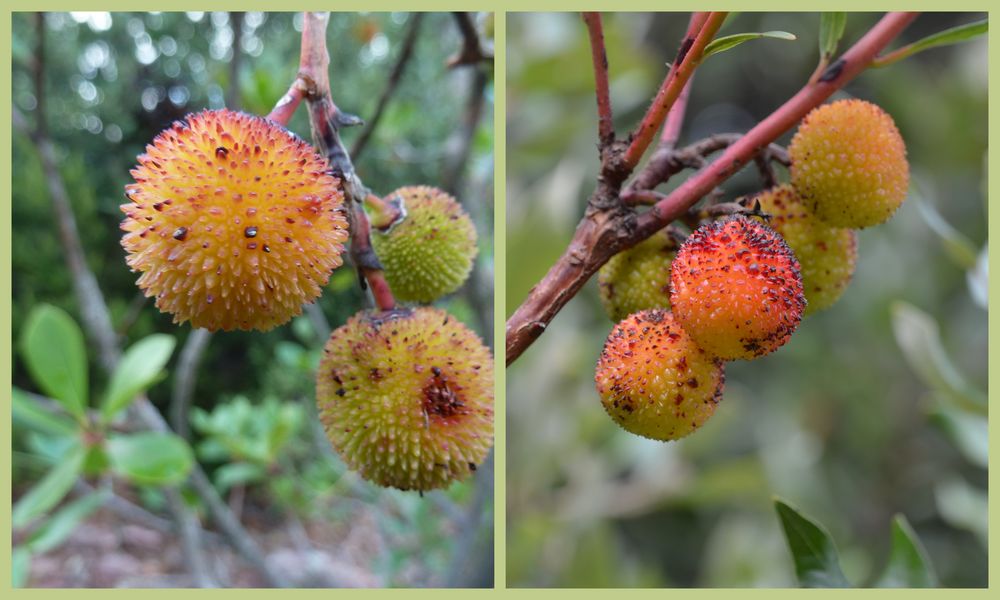 Herbstkugeln!