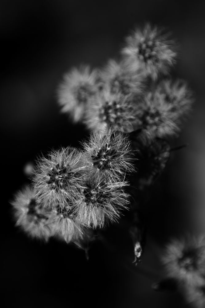 Herbstkugeln