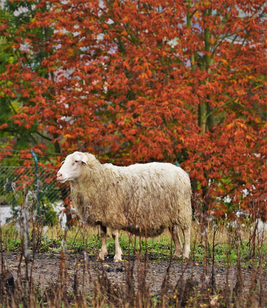 Herbstkulisse für Schaf