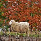 Herbstkulisse für Schaf