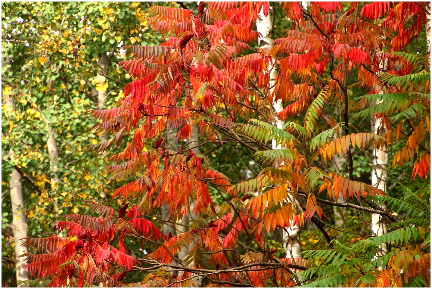 HerbstKunst