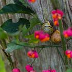 Herbstkuscheln