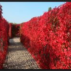 ...HerbstLabyrinth...