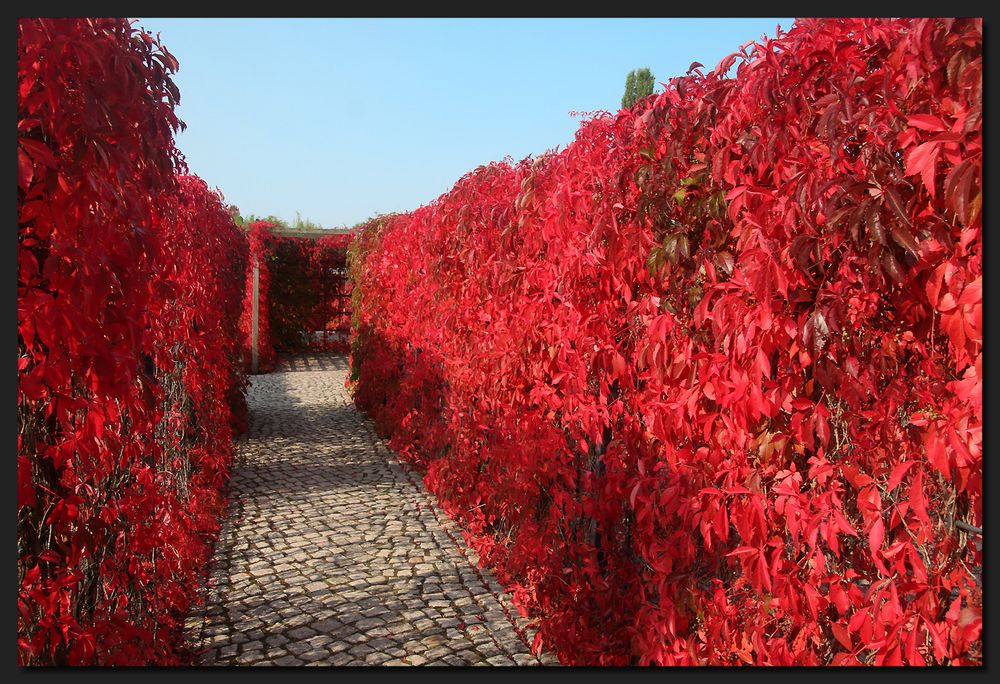 ...HerbstLabyrinth...