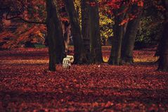 herbstläufer