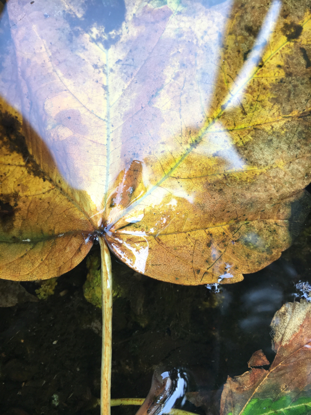 Herbstland 