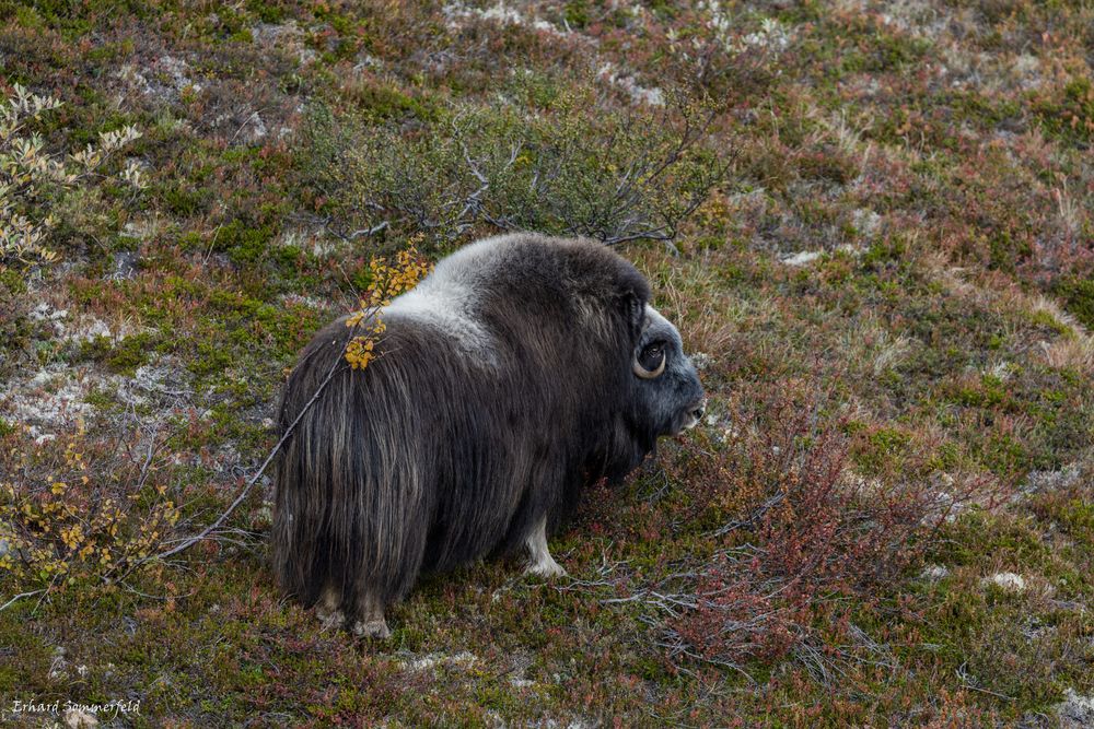 Herbstland im Dovrefjell mit Moschusochsen