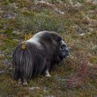 Herbstland im Dovrefjell mit Moschusochsen