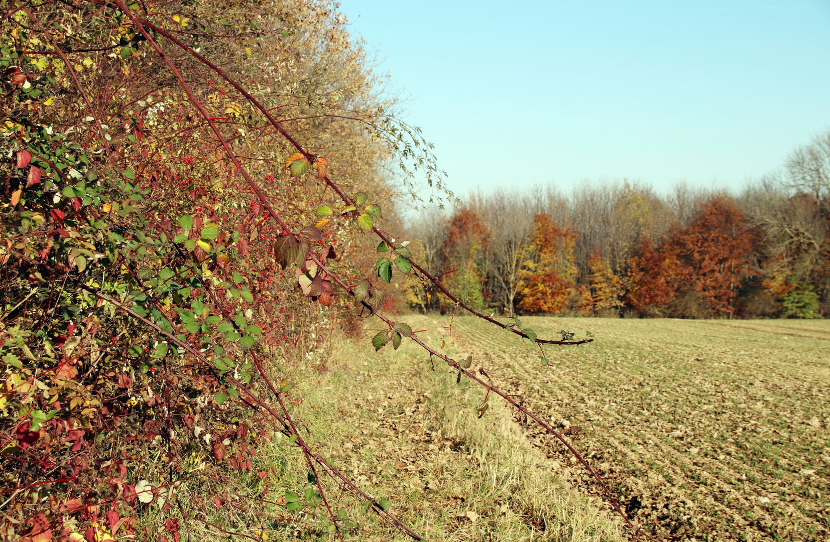 Herbstlandschaft