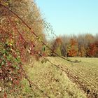 Herbstlandschaft