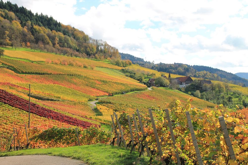 Herbstlandschaft