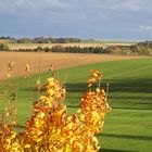 Herbstlandschaft