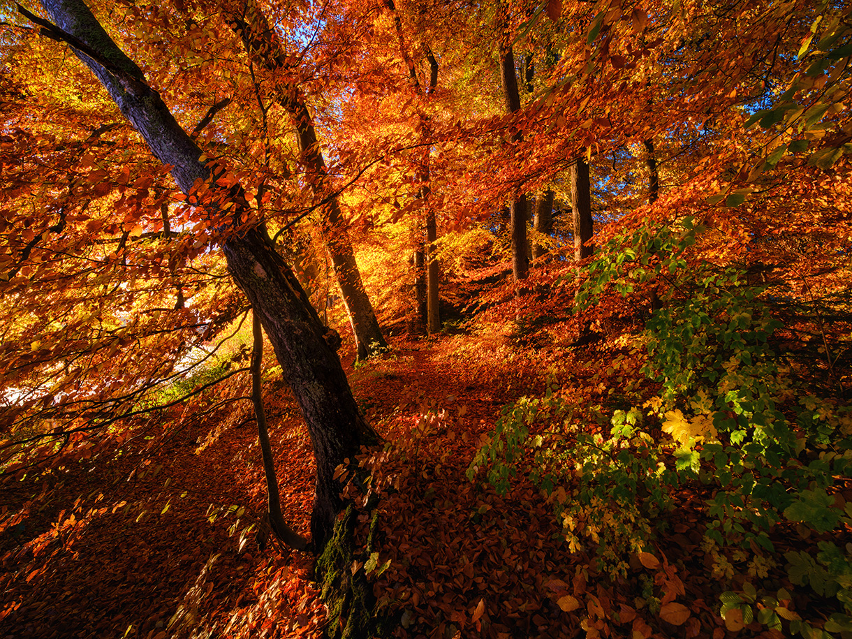 Herbst|Landschaft