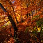 Herbst|Landschaft