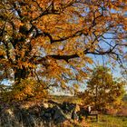 Herbstlandschaft 2