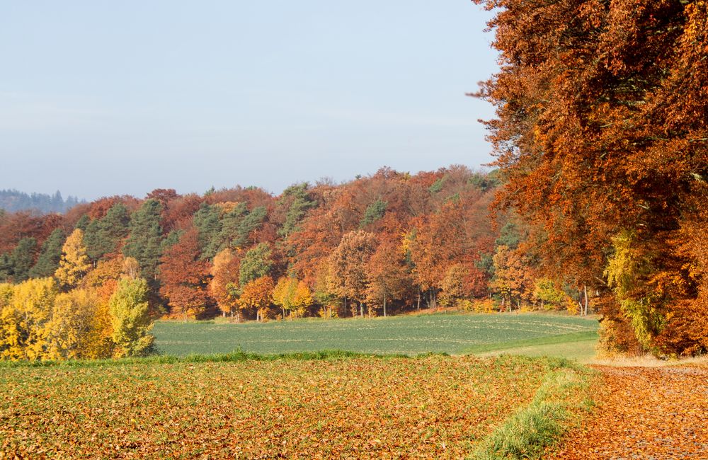 herbstlandschaft