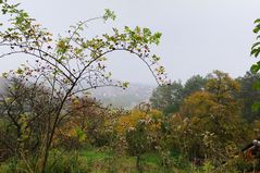 herbstlandschaft (5)