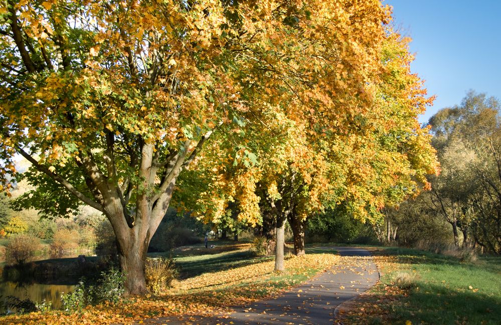 herbstlandschaft