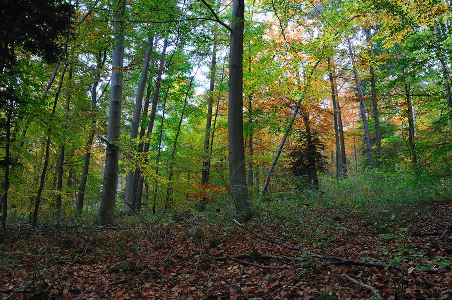 herbstlandschaft (6)