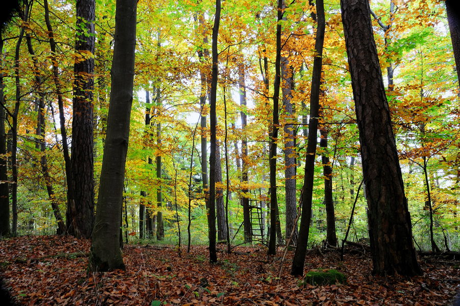 herbstlandschaft (9)