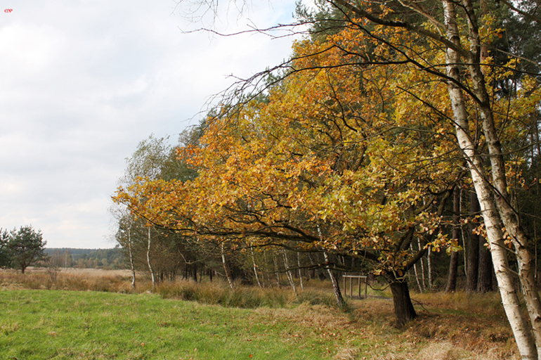 Herbstlandschaft